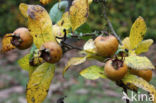 Medlar (Mespilus germanica)