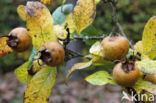 Medlar (Mespilus germanica)