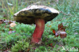 Pronksteelboleet (Boletus calopus)