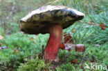 Bolete (Boletus calopus)