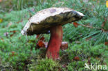 Bolete (Boletus calopus)