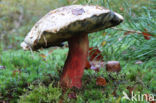 Pronksteelboleet (Boletus calopus)