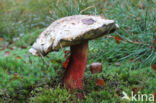 Pronksteelboleet (Boletus calopus)