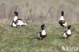 Shelduck (Tadorna tadorna)