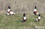 Bergeend (Tadorna tadorna)