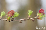 Larch (Larix)