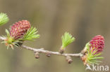 Larch (Larix)