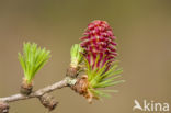 Larch (Larix)