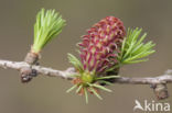 Larch (Larix)