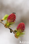 Larch (Larix)