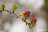 Larch (Larix)