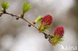 Larch (Larix)