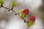 Larch (Larix)