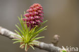 Larch (Larix)