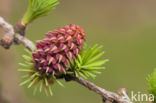 Larch (Larix)