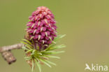 Larch (Larix)