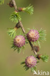 Larch (Larix)