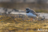 Bontbekplevier (Charadrius hiaticula)