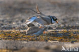 Bontbekplevier (Charadrius hiaticula)