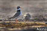 Bontbekplevier (Charadrius hiaticula)