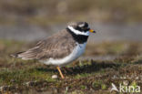 Bontbekplevier (Charadrius hiaticula)