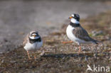 Bontbekplevier (Charadrius hiaticula)