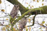 Long-eared Owl (Asio otus)
