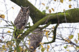 Long-eared Owl (Asio otus)