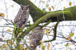 Long-eared Owl (Asio otus)