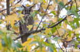 Long-eared Owl (Asio otus)