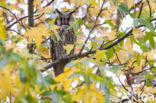 Long-eared Owl (Asio otus)