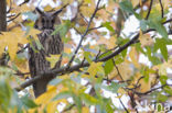 Long-eared Owl (Asio otus)