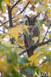 Long-eared Owl (Asio otus)