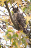 Long-eared Owl (Asio otus)