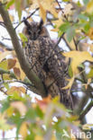 Long-eared Owl (Asio otus)