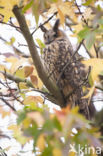 Long-eared Owl (Asio otus)