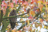 Long-eared Owl (Asio otus)