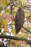 Long-eared Owl (Asio otus)