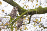Long-eared Owl (Asio otus)