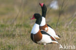 Shelduck (Tadorna tadorna)