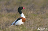 Shelduck (Tadorna tadorna)