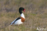Shelduck (Tadorna tadorna)