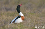 Shelduck (Tadorna tadorna)