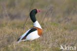Shelduck (Tadorna tadorna)