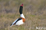 Shelduck (Tadorna tadorna)