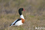 Shelduck (Tadorna tadorna)