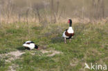 Shelduck (Tadorna tadorna)