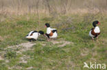 Bergeend (Tadorna tadorna)