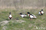 Shelduck (Tadorna tadorna)