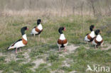 Shelduck (Tadorna tadorna)